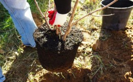 Step-by-step guide to planting a closed-root apple tree in summer
