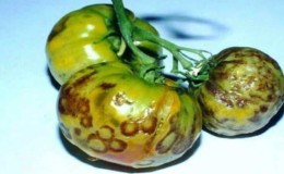 We recognize the enemy by sight and effectively fight him: streak of tomatoes and the best methods of treating this scourge