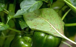 How to effectively control aphids on peppers without harming the crop