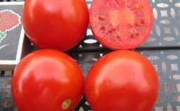 We grow a rich harvest of ultra-early Solerosso tomatoes and protect them from pests and diseases