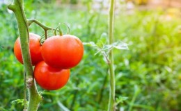 A gift from Dutch breeders - the President tomato: a detailed description of the hybrid and the secrets of caring for it