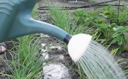 How to properly water onions in open ground and in a greenhouse