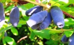 Tall, early ripening variety of edible honeysuckle Sinichka