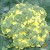 What to do if broccoli blooms and how to properly grow cabbage to prevent it