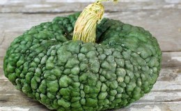 A delicious variety suitable for long-term storage and raw consumption - Marina pumpkin from Chioggia