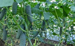 What to do if the leaves of cucumbers turn yellow in a greenhouse and how to prevent it