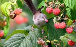 We save the harvest in the best ways: how to protect raspberries from birds