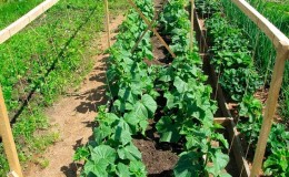Saving cucumbers from diseases and pests: important recommendations