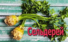 What are the benefits of celery root and how to use it correctly