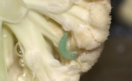 Why do worms appear in cauliflower and how to get rid of them