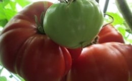 A giant tomato, the size of its fruit is amazing - we grow our own tomato Miracle of the garden