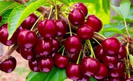 Characteristics and description of Ovstuzhenka cherries with large berries and excellent taste