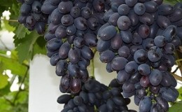 Early Moldovan grape variety Codrianca with large, tasty berries