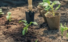 Rules for planting peppers: preparatory stage, timing and nuances of the process