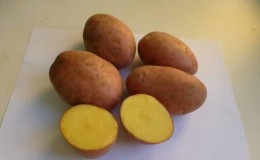 Mid-early table potato variety Laura with excellent taste and aroma