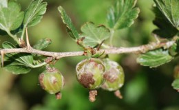 Powdery mildew on gooseberries: signs, causes, control measures, prevention
