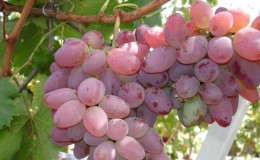 Hybrid grape Red Rose - features of care and cultivation