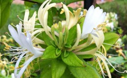 Features and rules for growing Japanese honeysuckle (varieties Aureoreticulata, Khaliana, Purpurea, Variegated)