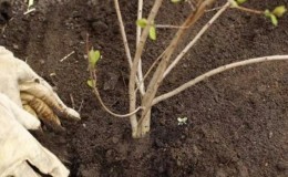 How to properly replant viburnum in the fall