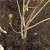 How to properly replant viburnum in the fall