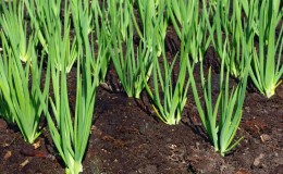 A step-by-step guide to replanting onions in the fall and further caring for them