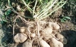 High-yielding potato variety with excellent taste Sonny (Bogatyr)