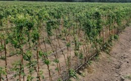 How to properly plant raspberries in the fall and how to care for them further