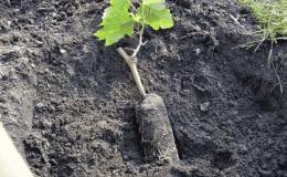 Step-by-step instructions for planting grape seedlings in the summer for beginning winegrowers