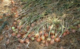 When to remove heirloom onions from the storage bed