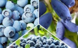 What is the difference between blueberries and honeysuckle - how to distinguish them