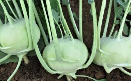 Useful properties and contraindications of kohlrabi cabbage