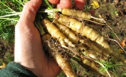 Medicinal properties of wild carrots and methods of use in folk medicine