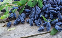 How and what to feed honeysuckle after harvesting, how to apply fertilizers correctly