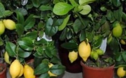 Instructions for caring for Pavlovsk lemon at home