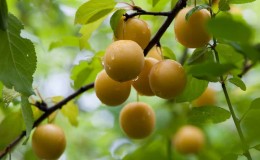 How to prune cherry plums correctly in summer: diagrams, steps and tips on the topic