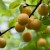How to prune cherry plums correctly in summer: diagrams, steps and tips on the topic