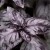 Purple basil - benefits and harm