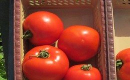 A productive hybrid with excellent taste - the Florida tomato and its advantages