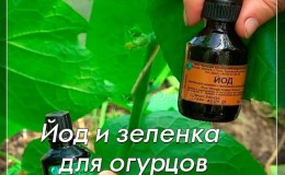Iodine and brilliant green to the rescue: secrets of processing cucumbers for a better harvest