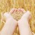 Homeland of wheat: where did wheat come from on Earth?