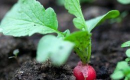 What can be planted after radishes in July, and what crops should not be planted
