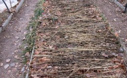 We choose how to cover onions from frost for the winter and study the nuances of the process
