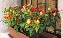 A step-by-step guide to growing peppers on the balcony: we get a good harvest without leaving home