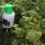 How to treat gooseberries in spring and summer against diseases and pests