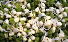 We get a storehouse of vitamins from beans - how to germinate beans at home or grow them in open ground