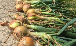 How to determine the optimal timing when to remove Exhibition onions from the garden for storage