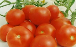 Miniature bushes with neat tomatoes, bearing fruit until frost - Torch tomatoes