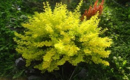 Barberry Thunberg Aurea - description and application in landscape design