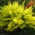 Barberry Thunberg Aurea - description and application in landscape design
