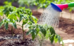 How and how often to water tomatoes in a greenhouse: advice from experienced farmers to get a bountiful harvest